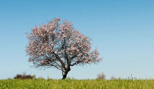 Almendro con flores blancas — Foto de Stock