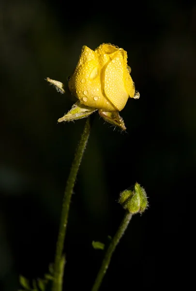 ラナンキュラスうわさの花姫黄色の花 — ストック写真