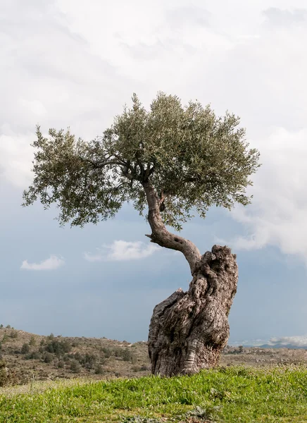Einzelner Olivenbaum — Stockfoto
