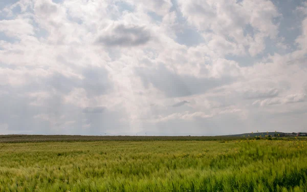 Łąka pole pszenicy i pochmurne niebo zachmurzone — Zdjęcie stockowe
