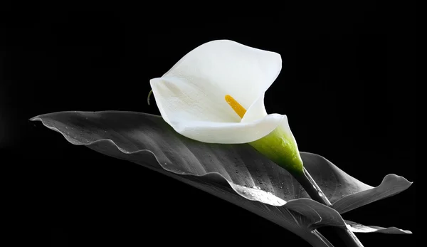 Flor de lirio de Calla — Foto de Stock