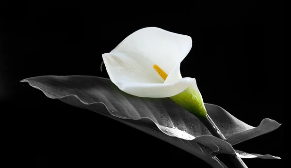 Калла лілії квітка Ліцензійні Стокові Зображення