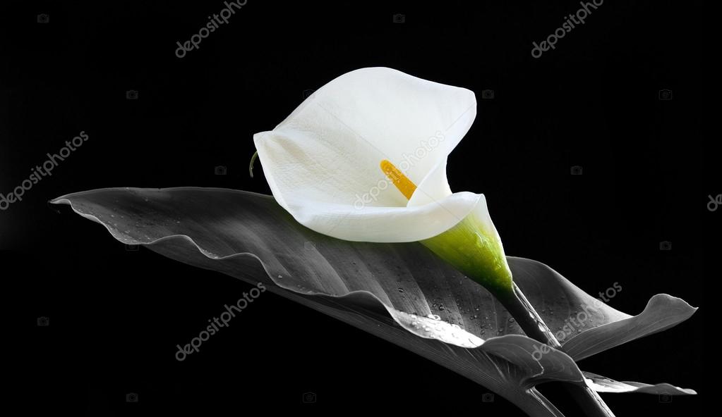Calas blancas fotos de stock, imágenes de Calas blancas sin royalties | Depositphotos Calas blancas fotos de stock, imágenes de Calas blancas sin royalties | Depositphotos