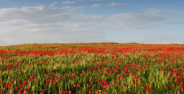 Field of red poppy anemones late in spring — Stock Photo, Image