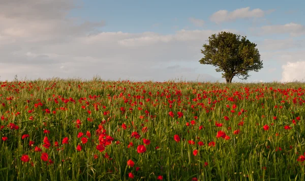 Field full of red beautiful poppy anemone and a lonely tree. — Stock Photo, Image