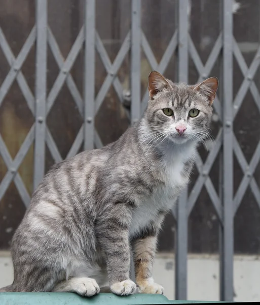 Portrait of a grey domestic cat sitting. — Stock Photo, Image