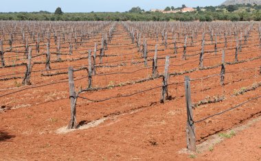 Bahar üzüm bağ alanı