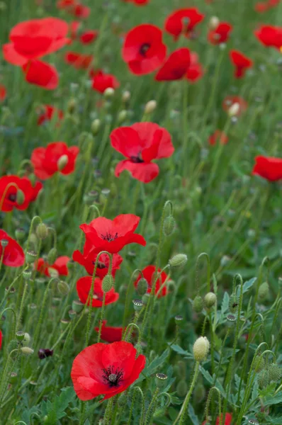 Red poppie anemone field — Stock Photo, Image