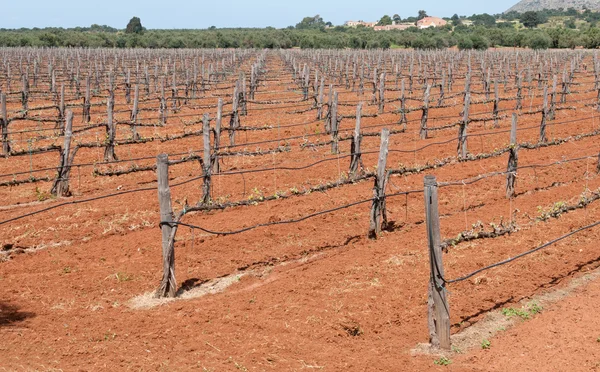 Grape Vineyard field in spring — Stock Photo, Image