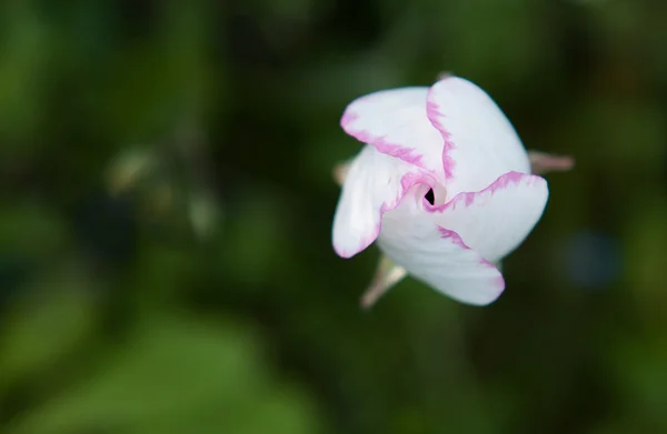 Fleur blanche de couronne d'anémone — Photo