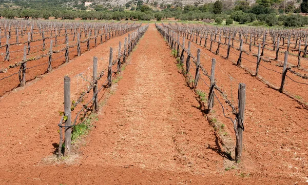 Grape Vineyard field in spring — Stock Photo, Image