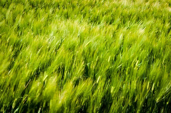 Blurry  green nature background — Stock Photo, Image