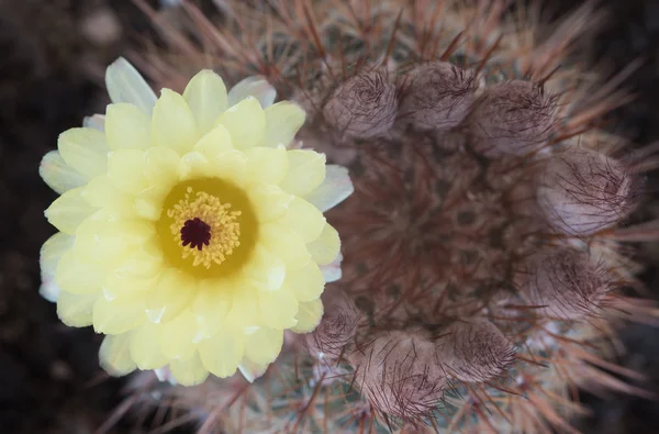 Notocactus Mammulosus žlutá Cactus flower — Stock fotografie
