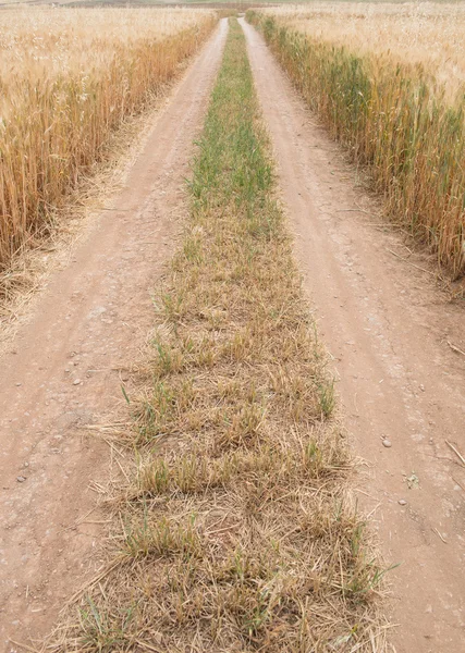 Rechtstreeks richtlijn landweg via een tarweveld — Stockfoto