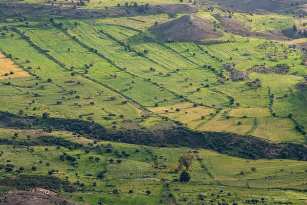 Terrenos agrícolas de campo com campos verdes — Fotografia de Stock