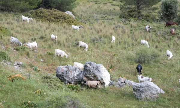 Yaban keçisi hayvanlar — Stok fotoğraf