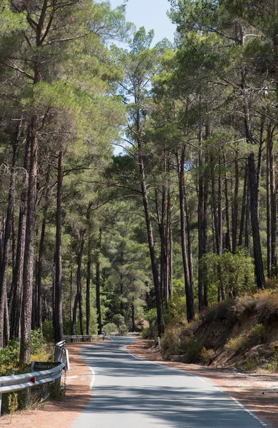 Empty forest road passing through green tall pine trees