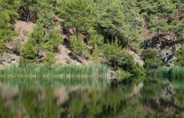 Floresta árvores refletidas em um lago — Fotografia de Stock