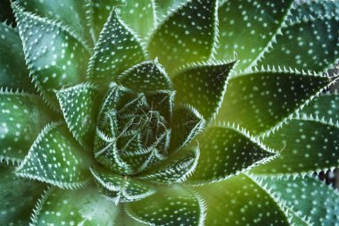 Aloe aristata Succulent  Plant abstract details clipart