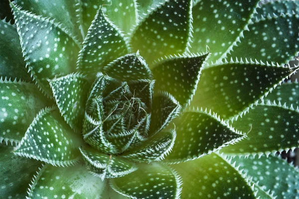 Aloe aristata etli bitki soyut ayrıntıları