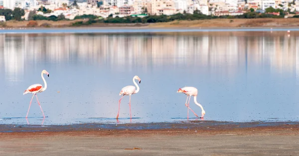 Flamingo kuşları bir gölde yürümeye grup — Stok fotoğraf