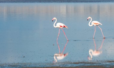 Flamingo kuşları bir gölde yürümeye grup