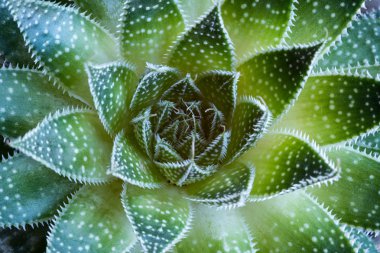 Aloe aristata etli bitki soyut ayrıntıları