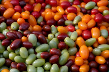 Çeşitli renklerde küçük domatesler bir gıda pazarında vitrini doldurur. Parlak kırmızılar, portakallar, yeşiller ve sarı domates. Sağlıklı yaşam tarzı