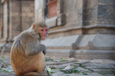 Rhesus macaque maymunu doğada bir kayanın üzerinde oturmuş ileriye bakıyor.
