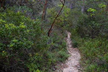 Dar bir patika, ağaçlar ve sık çalılıklarla çevrili canlı bir ormanın içinde dolanıyor. Ormanda doğa yolu.