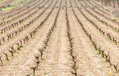 Vineyard field Paphos Cyprus clipart