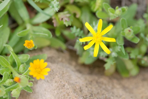 Flor de arvensis calêndula amarela — Fotografia de Stock