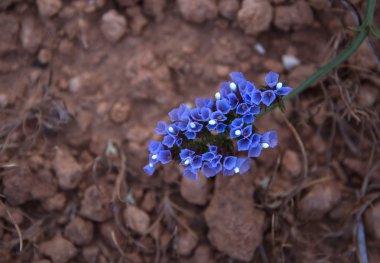 Limonium sinuatum veya deniz lavanta çiçeği