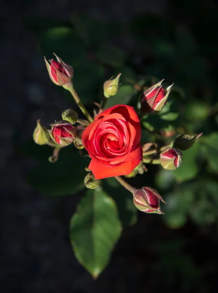 Rose rouge fleur romantique avec des fleurs — Photo