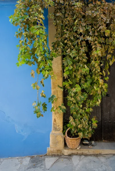 Zelené listí, dřevěné dveře a modré zdi — Stock fotografie