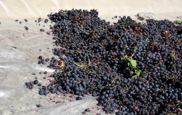 Uvas pretas prontas para ir a uma adega caseira para fazer vinho — Fotografia de Stock