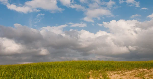 Weide groen tarweveld en blauwe bewolkte hemel — Stockfoto