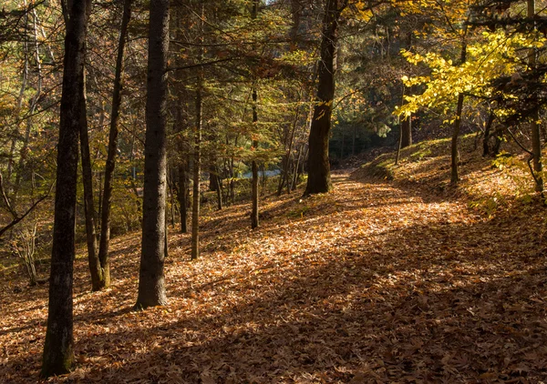 Podzimní Lesní krajina — Stock fotografie