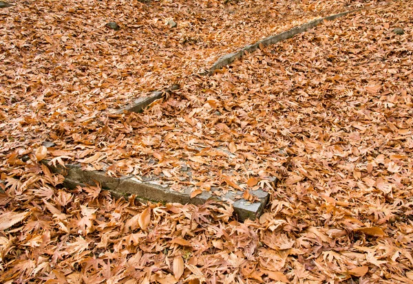 Hojas de arce de otoño en el suelo — Foto de Stock