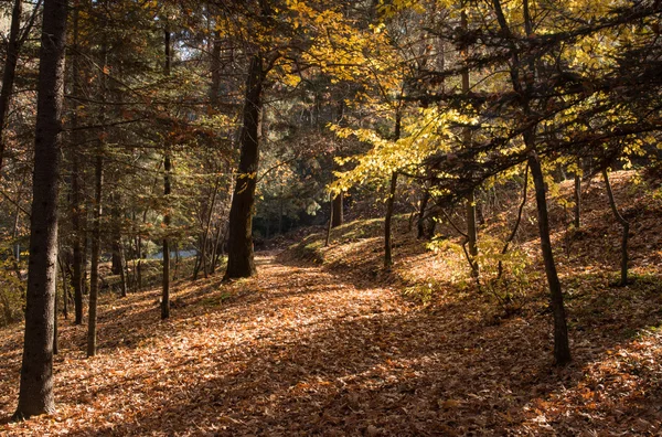 Podzimní Lesní krajina — Stock fotografie