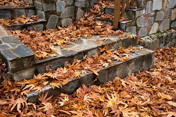 Outono folhas de bordo no chão — Fotografia de Stock