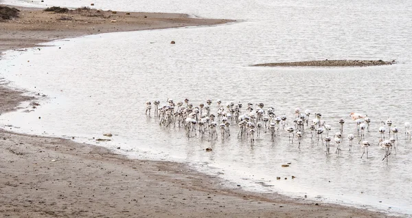 Flamingo vogels voederen — Stockfoto