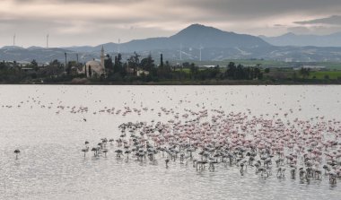 Flamingo kuşları Larnaka Tuz Gölü