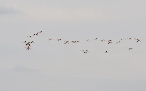 Flamingo exotic Birds flying — Stock Photo, Image