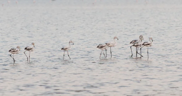 Flamingo güzel yabani kuşlar, Larnaka Tuz Gölü Kıbrıs — Stok fotoğraf