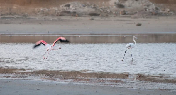 Flamingo güzel yabani kuşlar, Larnaka Tuz Gölü Kıbrıs — Stok fotoğraf