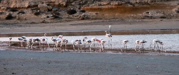 Flamingo güzel yabani kuşlar, Larnaka Tuz Gölü Kıbrıs — Stok fotoğraf