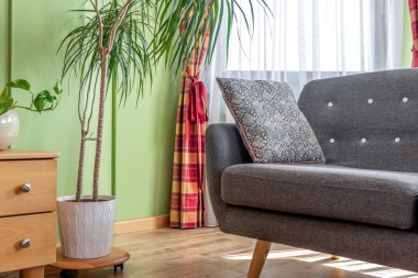 Modern oturma odası köşesinde gri bir kanepe, yeşil bir duvar ve saksı bitkisi var..