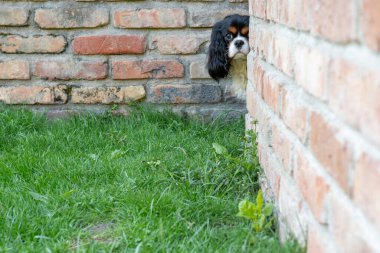 cavalier king charles spaniel, A curious dog peeks around a brick wall, watching something with playful curiosity and cautious interest.