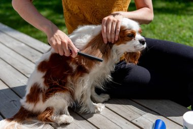 Güneşli bir günde üç renkli süvari kralı Charles Spaniel 'i tarayan, uzun, ipek ceketli köpeklere bakan bir adam..